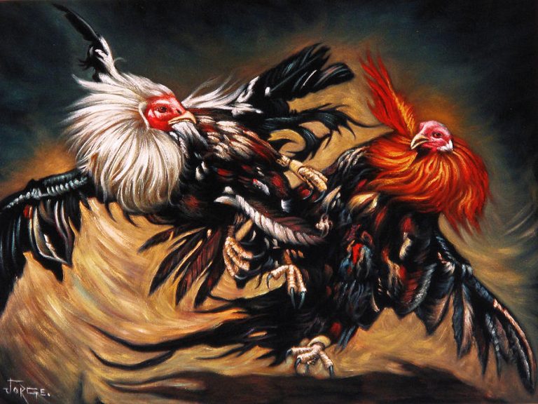 mexican-cock-fight-rooster-jorge-torrones